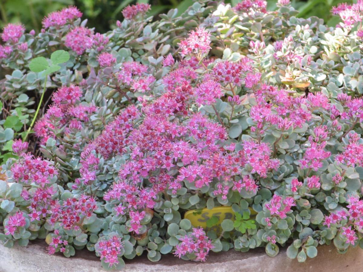 Apiflore Gareoult Экстерьер фото